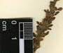 Odontonema callistachyum (Schltdl. & Cham.) Kuntze, Belize, P. H. Gentle 3501, F